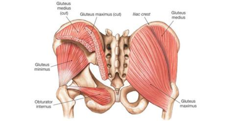5 Stretches for the Gluteus Medius and Minimus