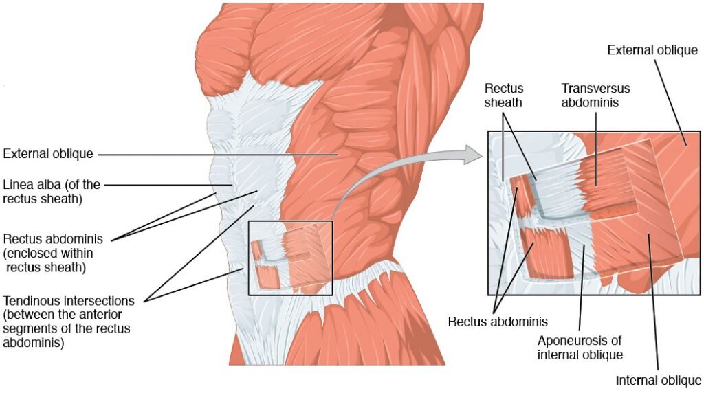 The Importance of Abdomen and Core Strength in Reducing Lower Back Pain